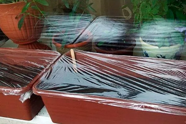 Создание тепличных условий Гибизкус из семян13