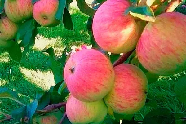 Спартак Посадка яблони66