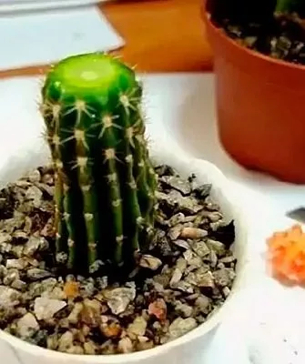 срез верхушки кактуса