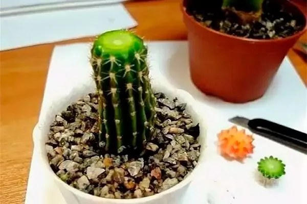 срез верхушки кактуса