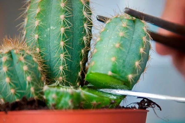 срезать кактус