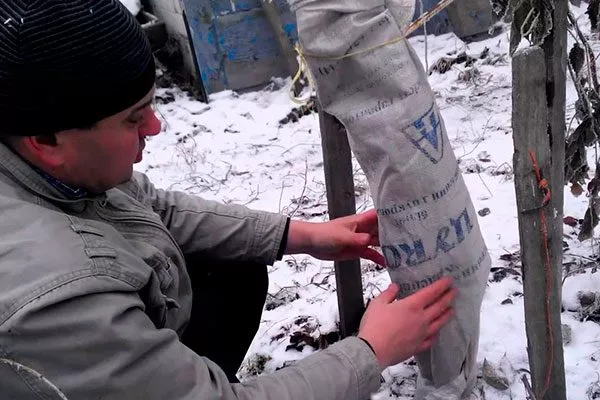 Сроки укрытия яблони в разных регионах Зимовка яблони23