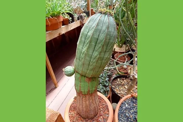 старение Кактус повял14