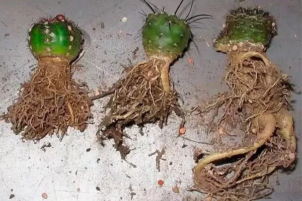 Старение корней корни кактуса12