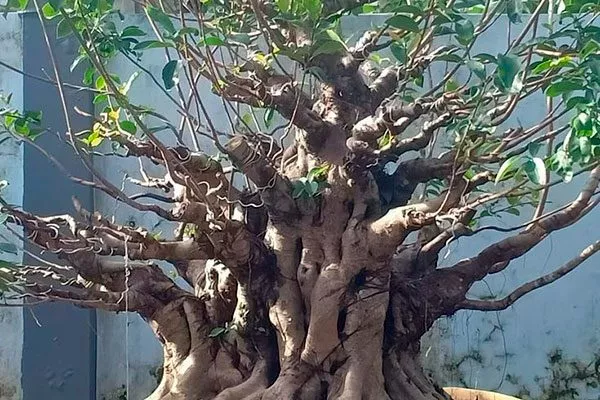 Старение яркость листьев13