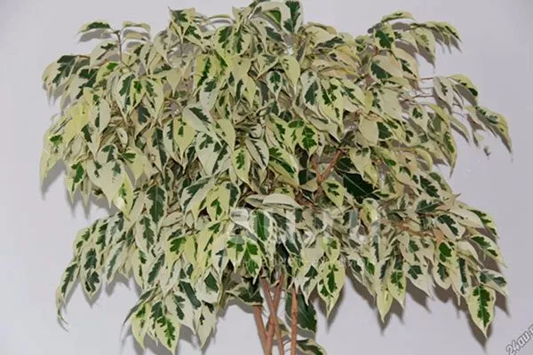 Starlight Фикус бенджамина12