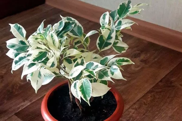 Starlight (Старлайт) Вариеготные фикусы8