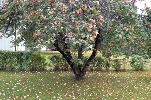 старше 15 лет пересадка яблони18