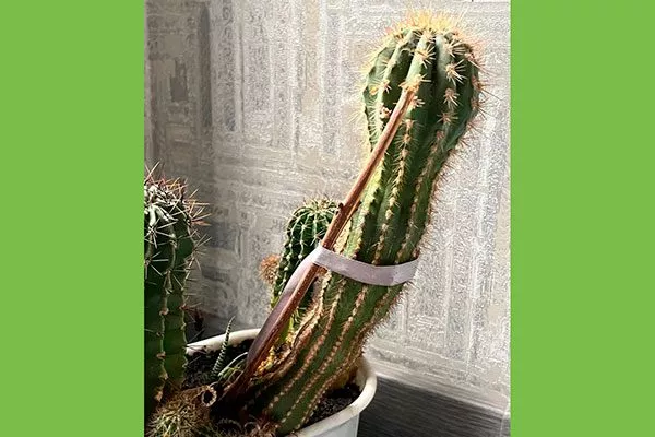 старый кактус