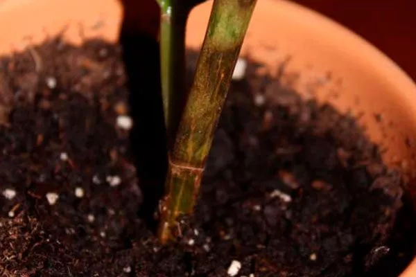 Стебель и кора Появление трещин, мокрых пятен или потемнений покраснение стеблей13