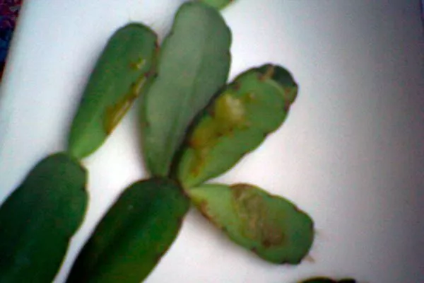 Стебельковая гниль Заболевания кактусов21