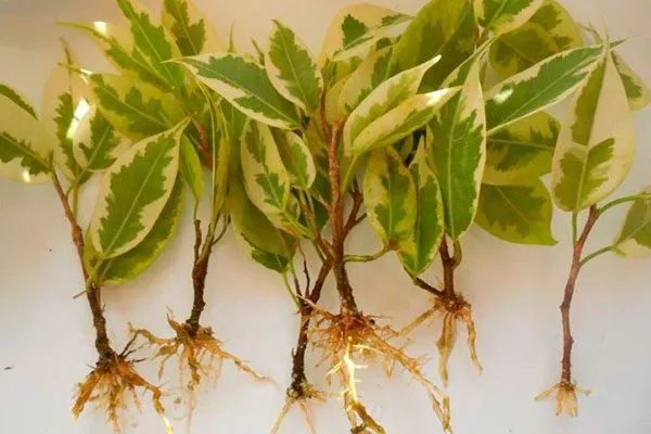 Стеблевые черенки Вариеготные фикусы27