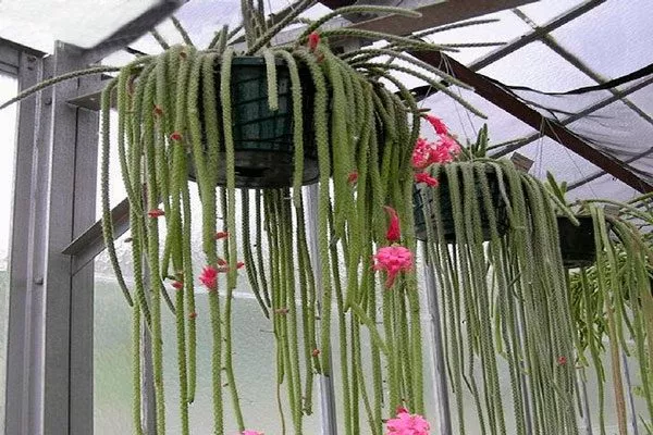 Стебли Эпифитные кактусы21