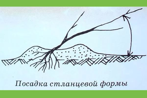 Стелющаяся пересадка яблони19