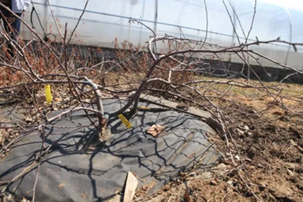 Стланцевая форма крона яблони31