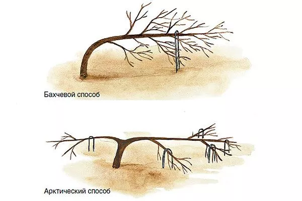 Стланцевая форма2 крона яблони32