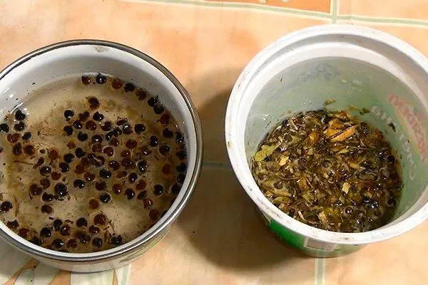 Стратификация Гибизкус из семян14