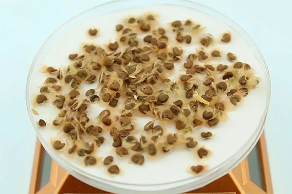 Стратификация1 Гибизкус из семян15