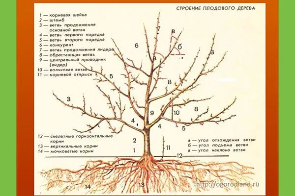 Структура яблоки крона яблони33