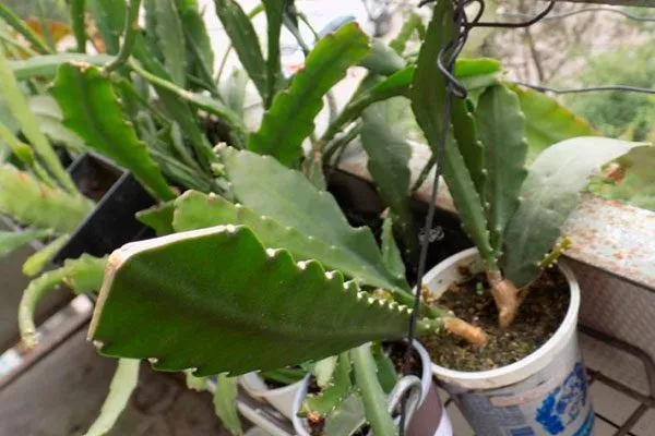 Ствол Эпифиллум9