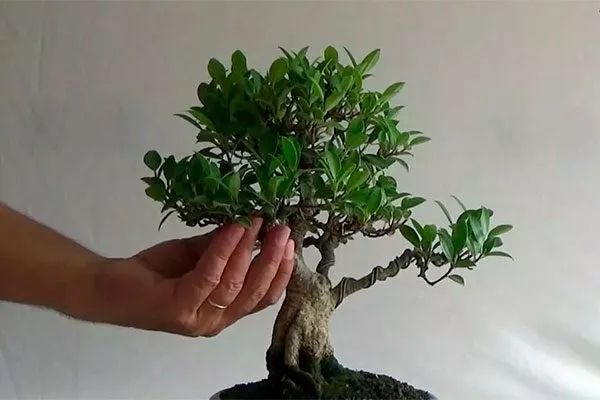 Ствол фикус ретуза17