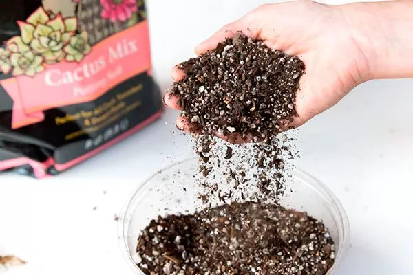 Субстрат и почва Виды мелокактусов34