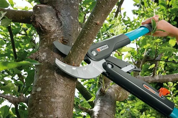 сучкорезы с удлинёнными ручками крона яблони36