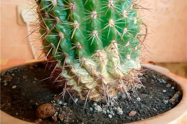 Сухая гниль (фомоз) Заболевания кактусов22