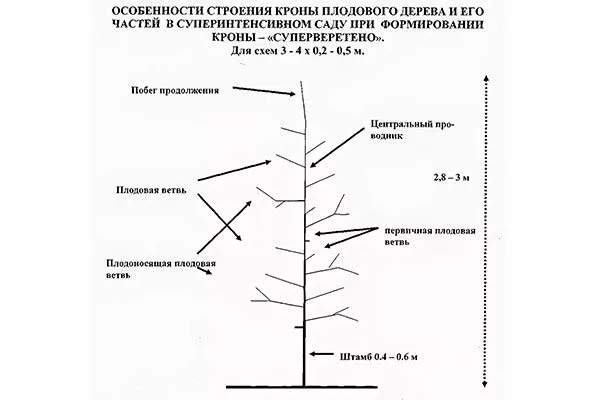Суперверетено крона яблони34