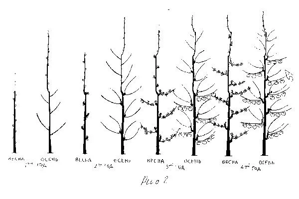 Суперверетено2 крона яблони35