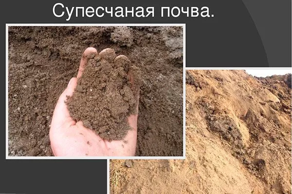 Супесчаные почвы почва для земляники33