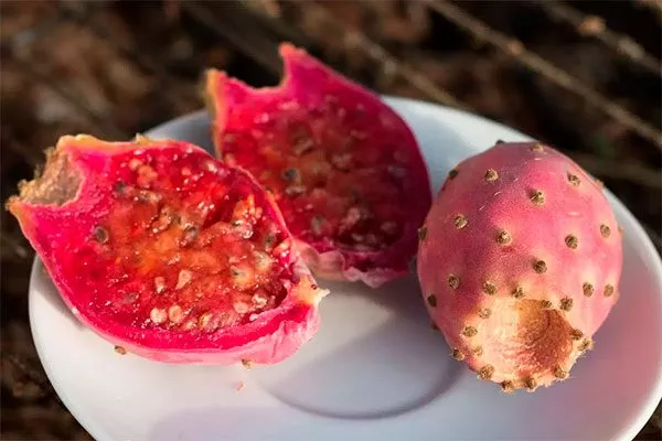 Свойства и пищевая ценность Опунция описание26