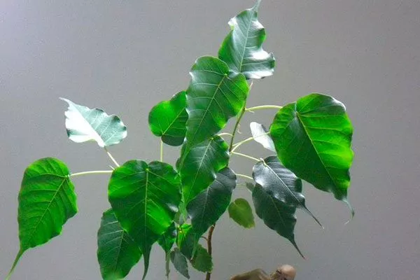 Священный Самые необычные17