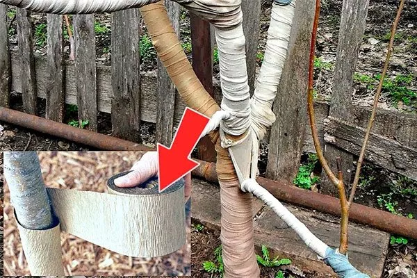 Техника обмотки стволов яблонь на зиму Зимовка яблони26