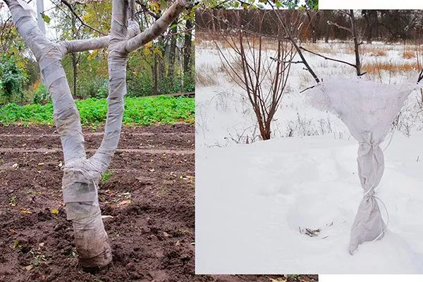 Техника обмотки стволов яблонь на зиму2 Зимовка яблони27