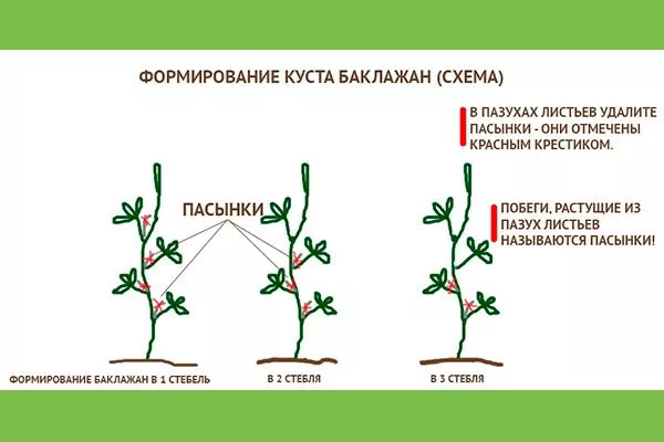 техника удаления пасынков Формировка баклажан18
