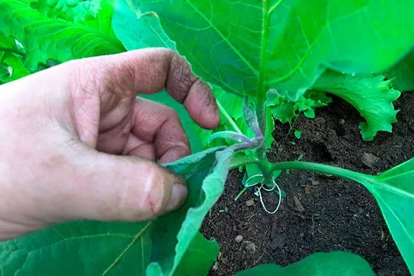 техника удаления пасынков2 Формировка баклажан19