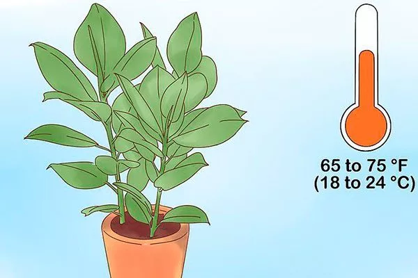 Температура, влажность и требования к уходу Фикус бенджамина46