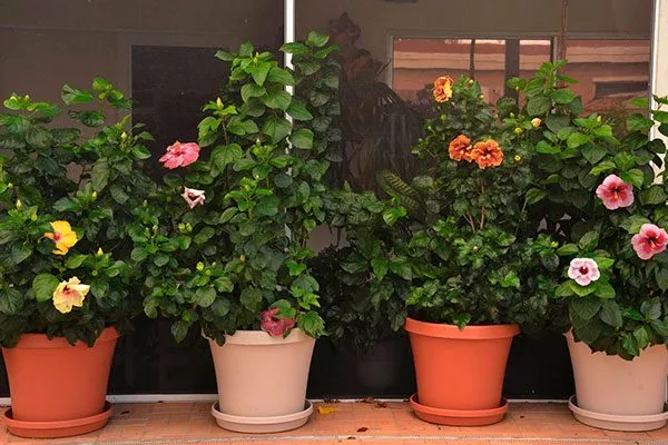 Типы горшков и контейнеров для выращивания гибискуса Типы горшков и контейнеров22