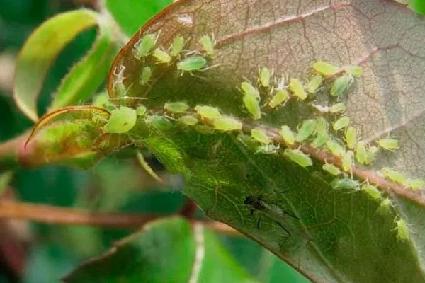 Тля Вариеготные фикусы28