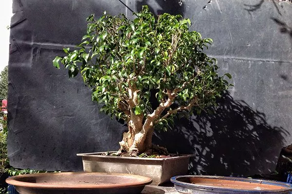 Too Little Фикус бенджамина13