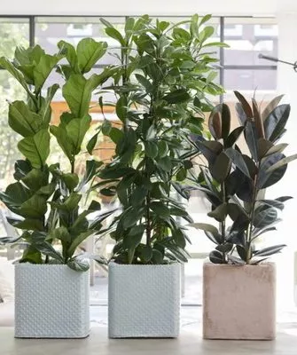 фикусы в доме