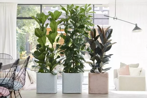 фикусы в доме