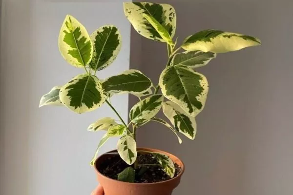 Рубигиноза