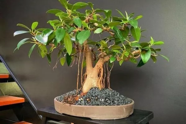 рубигиноза в форме бонсай в интерьере