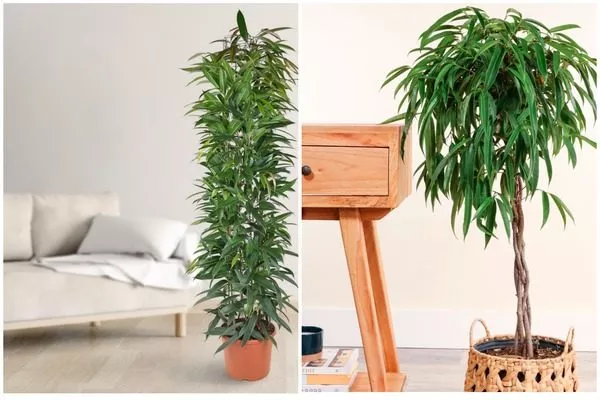 фикус Али в интерьере