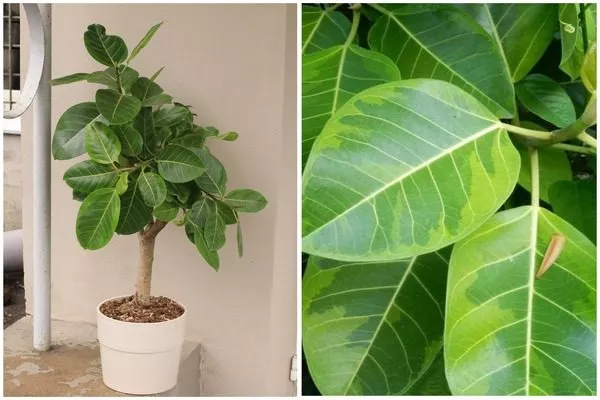 фикус высочайший