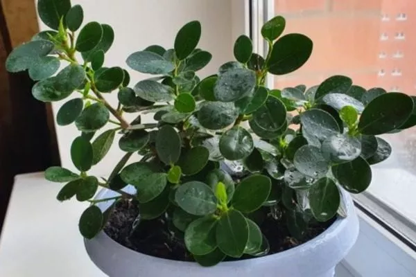 Грин айленд, листва