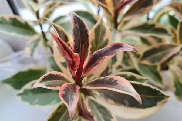 фикус Мелани