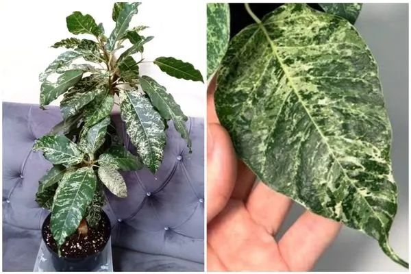 Снежный шторм